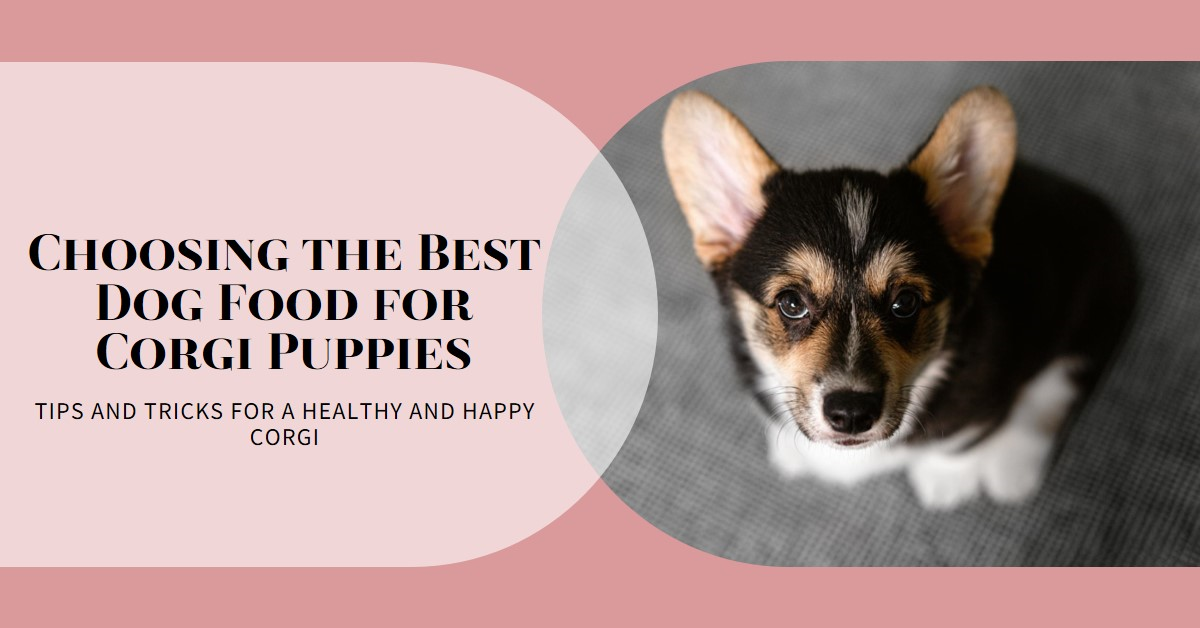 Best Dog Food for Corgi Puppies