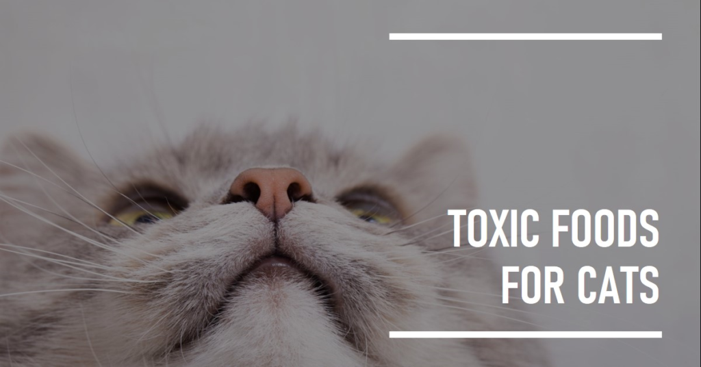 Printable List of Toxic Foods for Cats