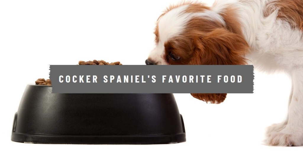 Best Dog Food For Cocker Spaniels