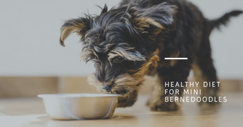 Best Dog Food for Mini Bernedoodles