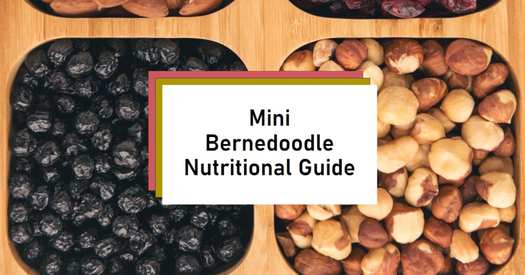 Dog Food Formulas for Mini Bernedoodles