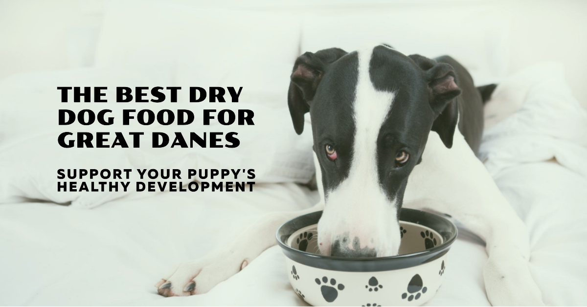 Best Dry Dog Food for Great Danes