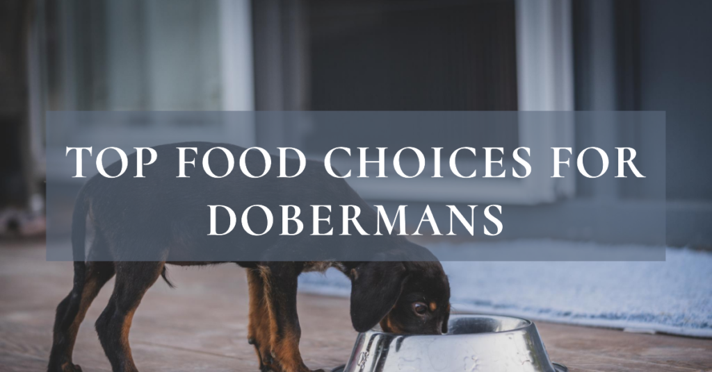 Best Food Items For Dobermans