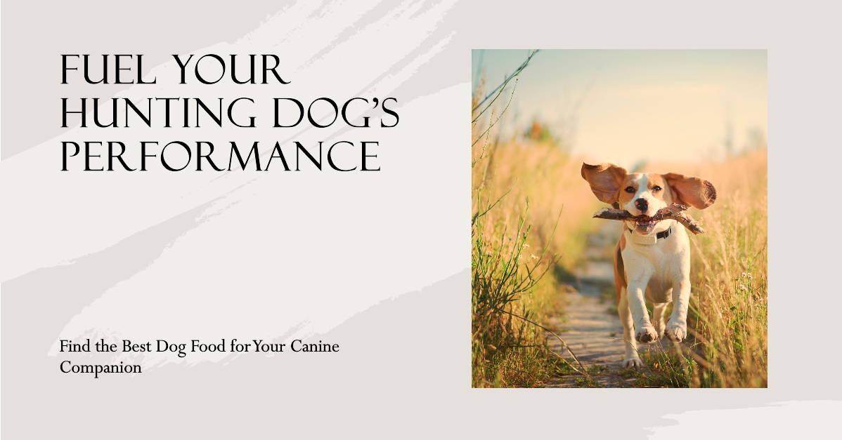 The Best Dog Food for Hunting Dogs in 2024