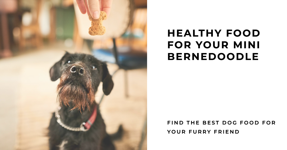 The Best Dog Food for Mini Bernedoodles in 2024