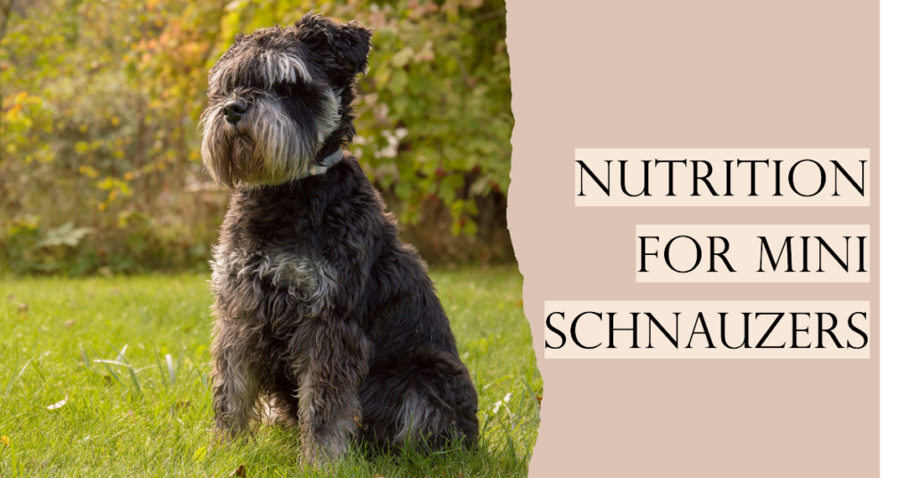 Nutritional Needs of Miniature Schnauzers