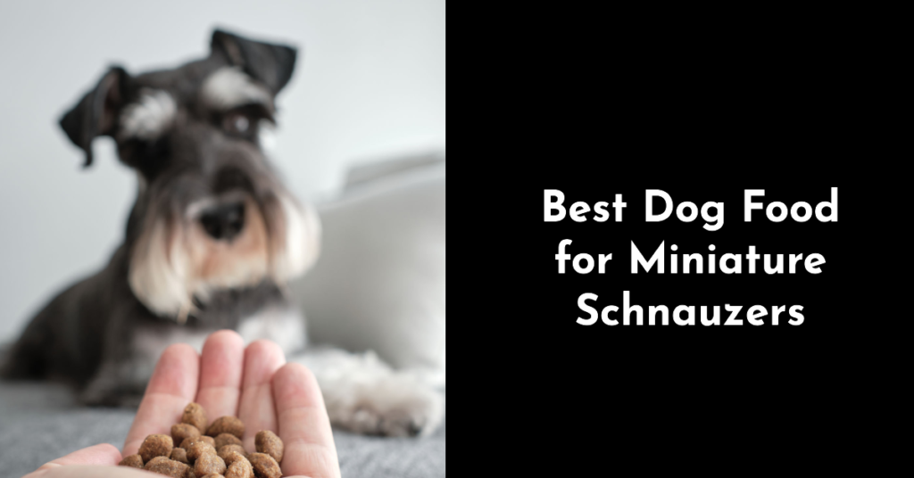 Best Dog Food for Miniature Schnauzers