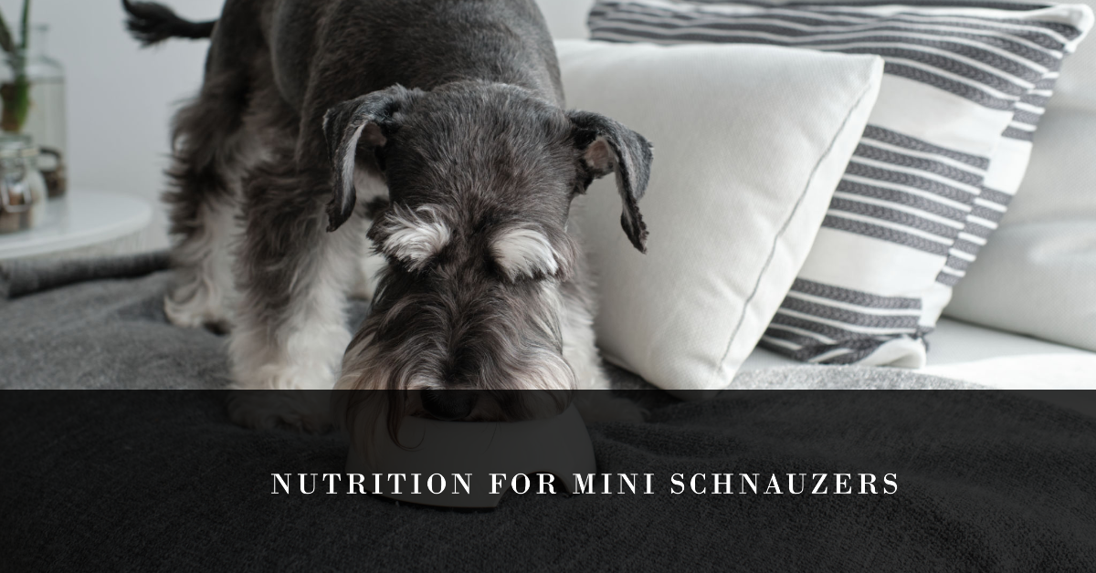 Best Dog Food For Miniature Schnauzers