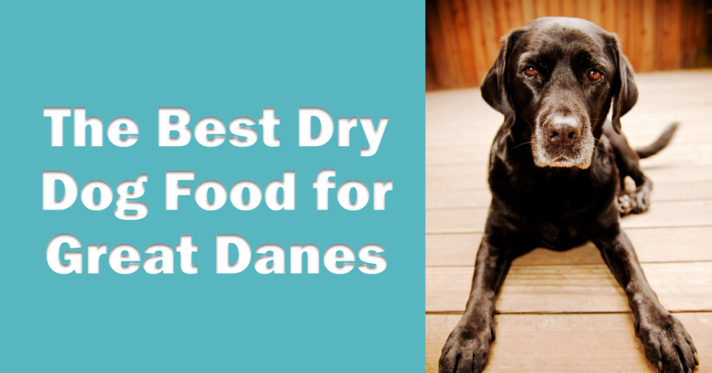 Dry Dog Food Brands for Great Dane 