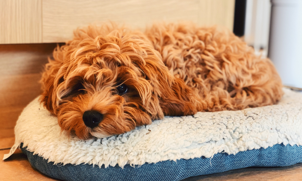 The Best Dog Food For Cavapoo Puppy in 2024