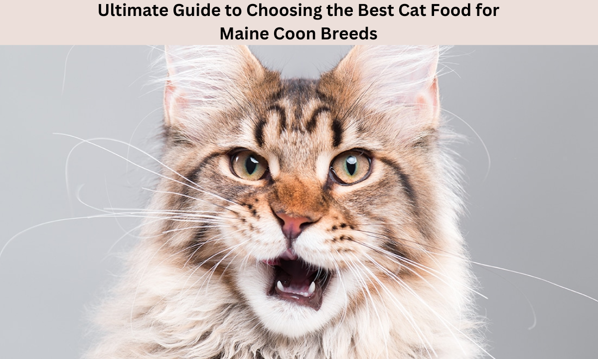 Best Cat Food for Maine Coon