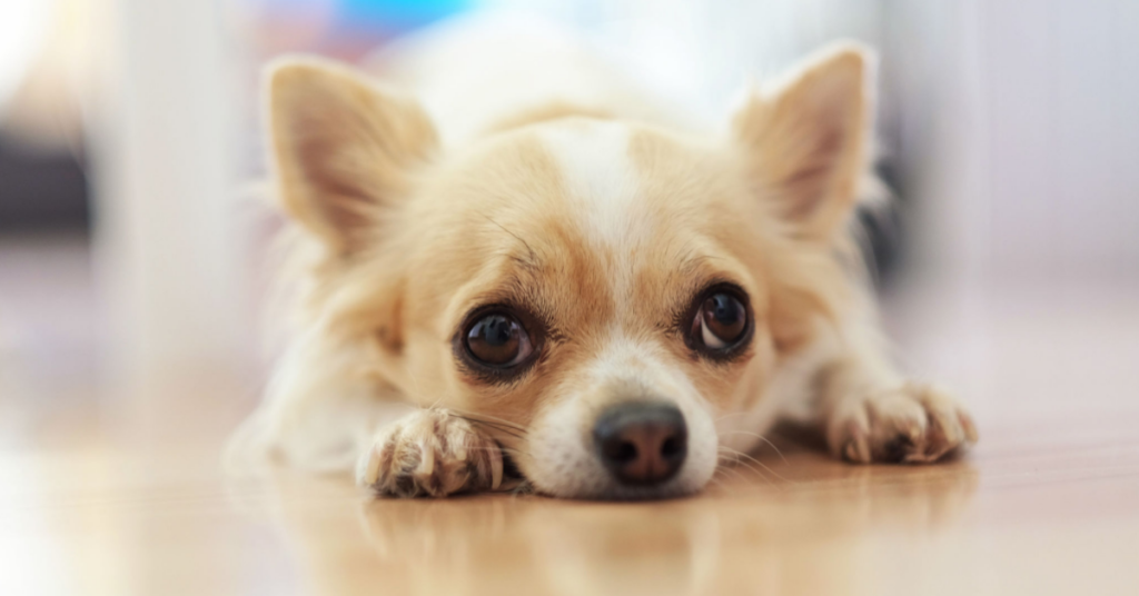 Best dog food for chihuahuas