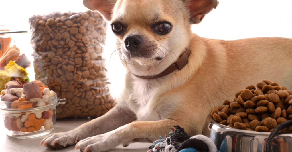 Best dog food brands for Chihuahuas