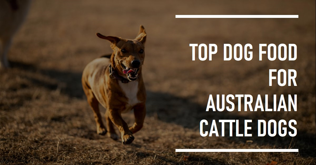 Best Dog Food for Australian Cattle Dog