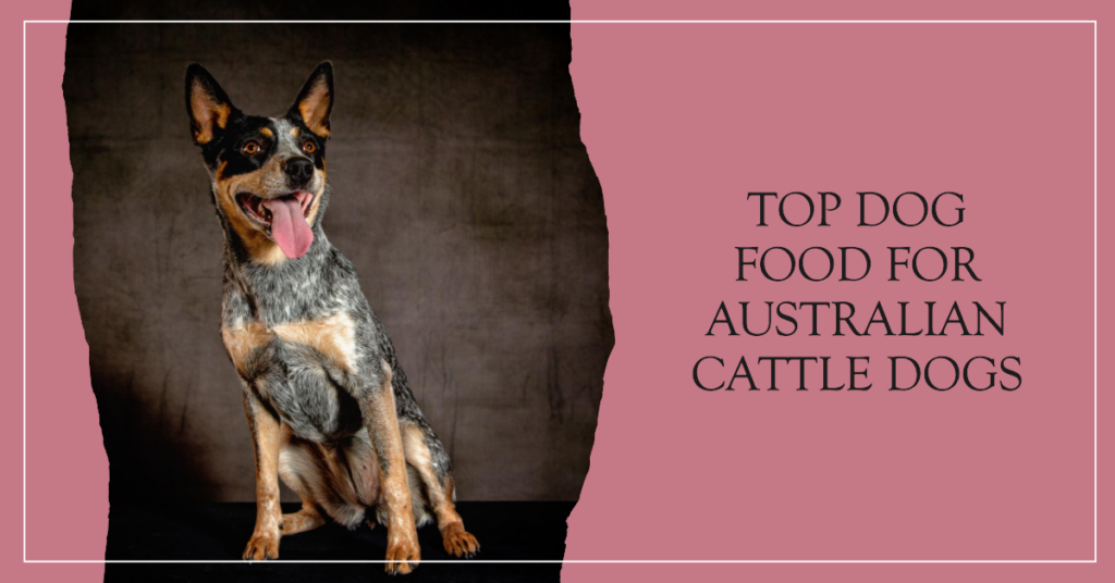 Best Dog Food for Australian Cattle Dog