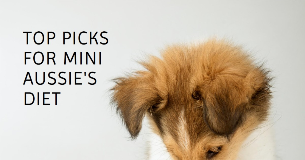 Best Dog Food for Mini Aussies