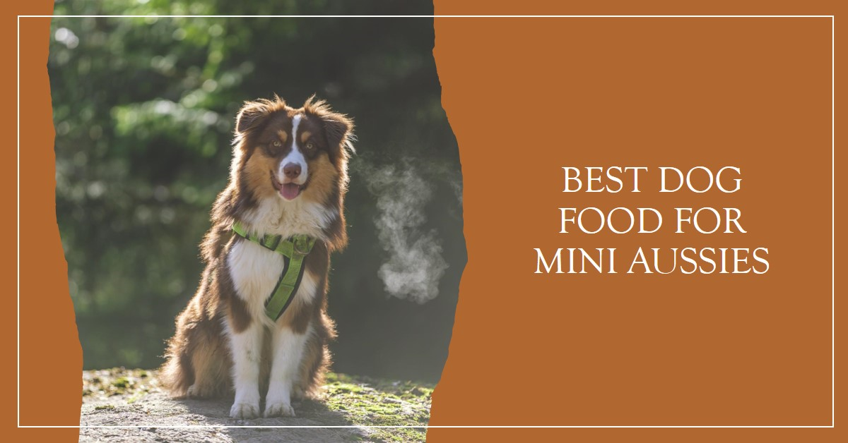 Best Dog Food for Mini Aussies