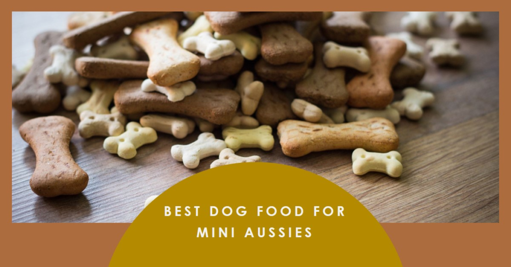 Best Dog Food for Mini Aussies