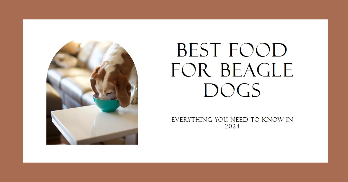 Best Food for Beagle Dogs