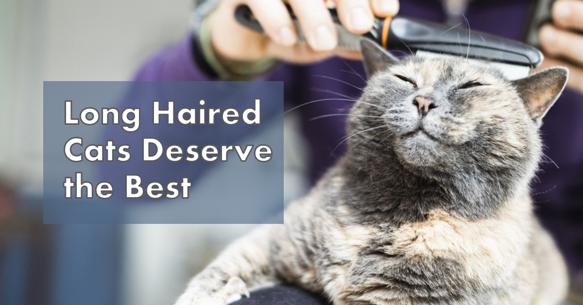 Grooming Tips for Long Haired Cats