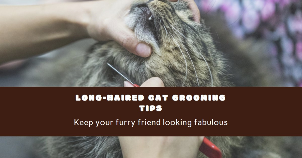 Grooming Tips for Long Haired Cats