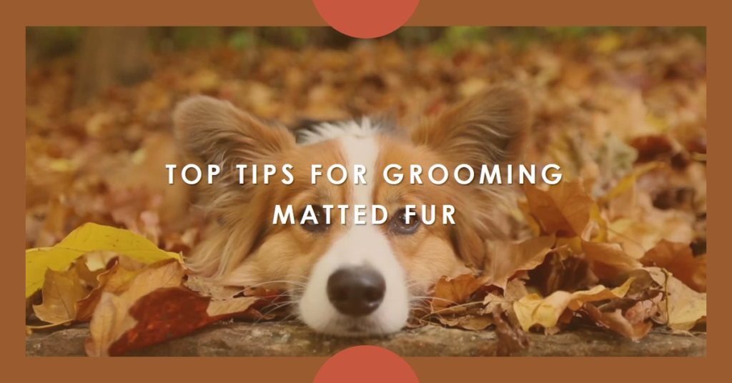 Best Dog Grooming Tips for Matted Hair