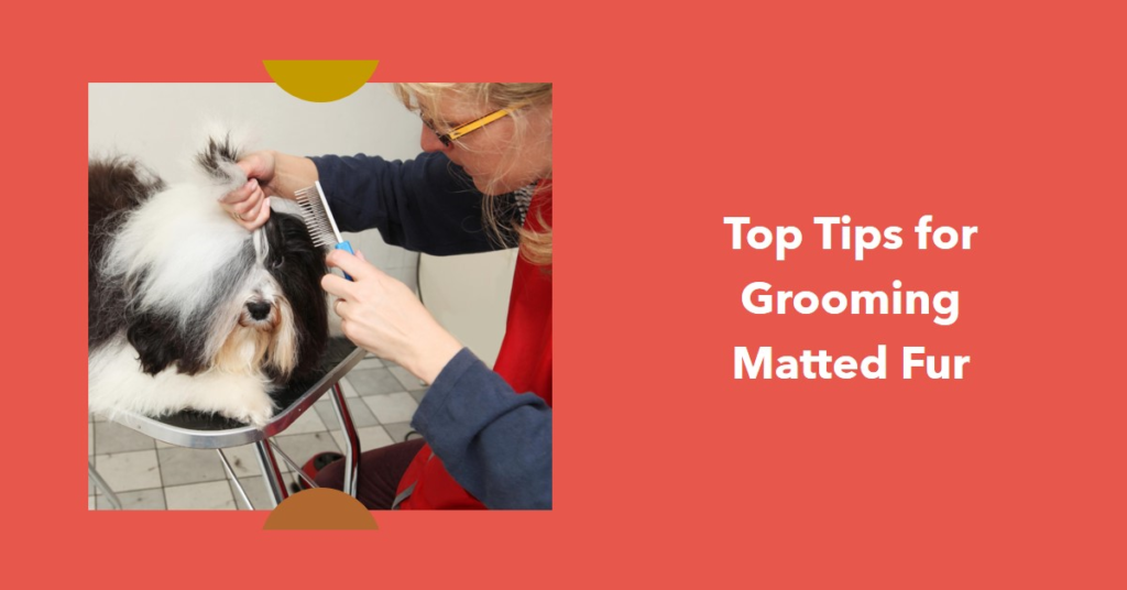 Best Dog Grooming Tips for Matted Hair