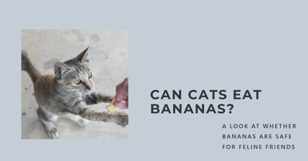 Can cats eat bananas