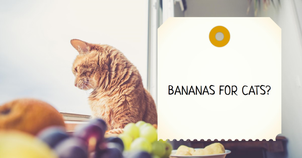 Can cats eat bananas