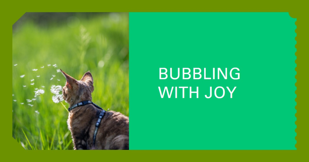 Are Bubbles safe for cats