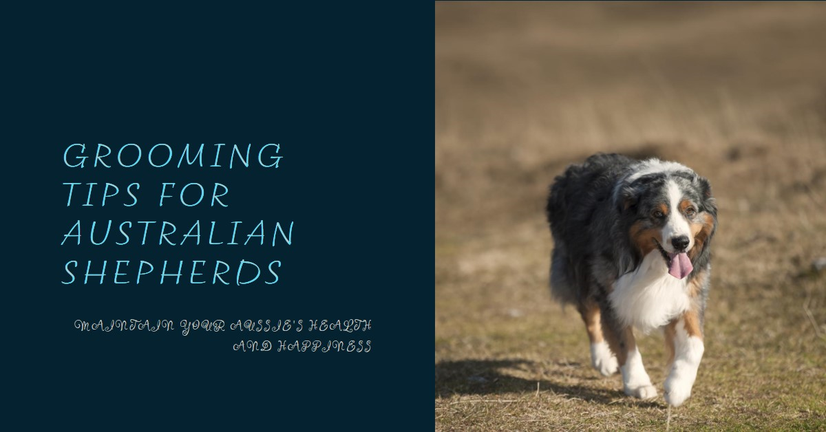 Top Dog Grooming Tips for Australian Shepherds in 2024