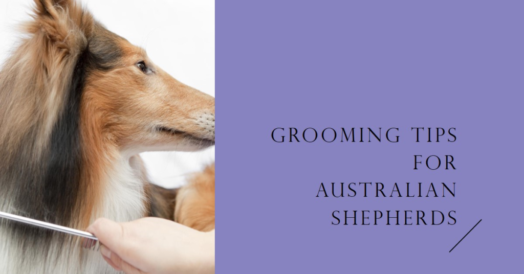 Top Dog Grooming Tips for Australian Shepherds in 2024