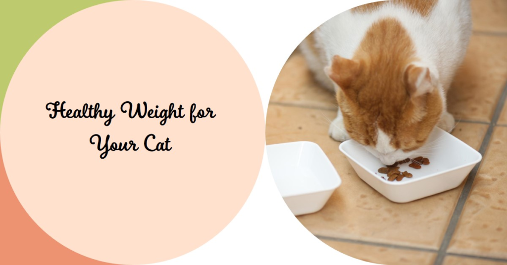 high calorie wet cat food