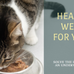 High Calorie Wet Cat Food for Weight Gain