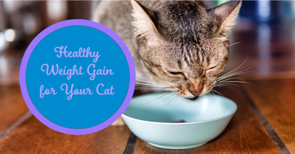 High Calorie Wet Cat Food for Weight Gain