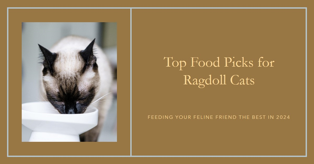 Best food for ragdoll cats