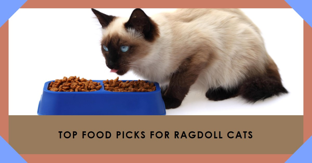 Best food for ragdoll cats