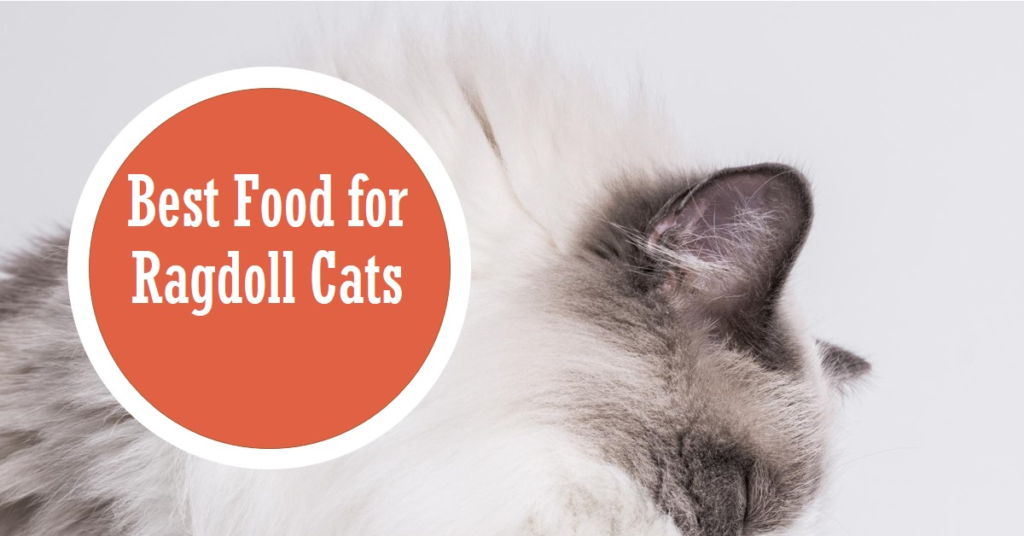 Best food for ragdoll cats