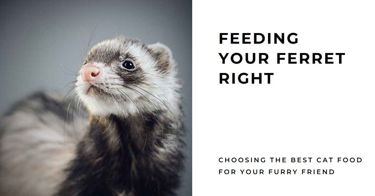 Best cat food for ferrets