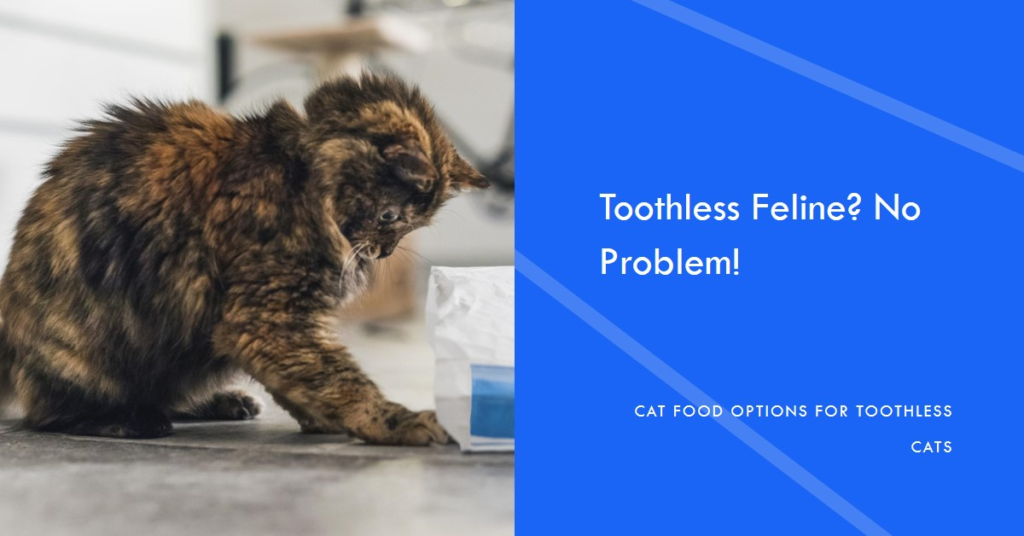 Cat Food for Cats with No Teeth