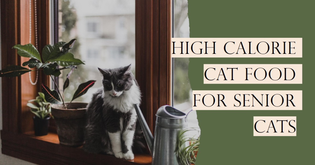 High Calorie Cat Food for Senior Cats