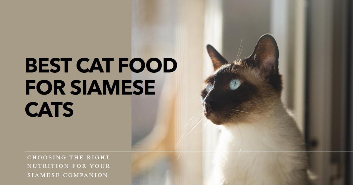 Best Cat Food for Siamese Cats