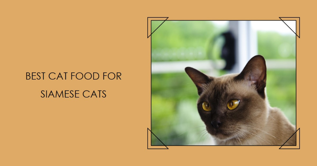 Best Cat Food for Siamese Cats