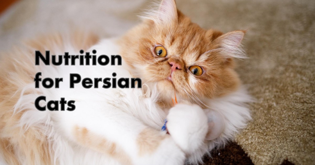 Best Cat Foods for Persian Cats