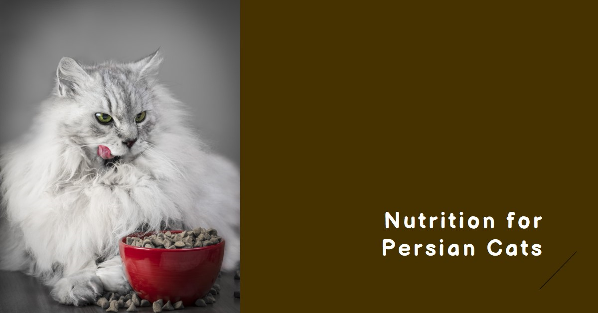 Best Cat Foods for Persian Cats