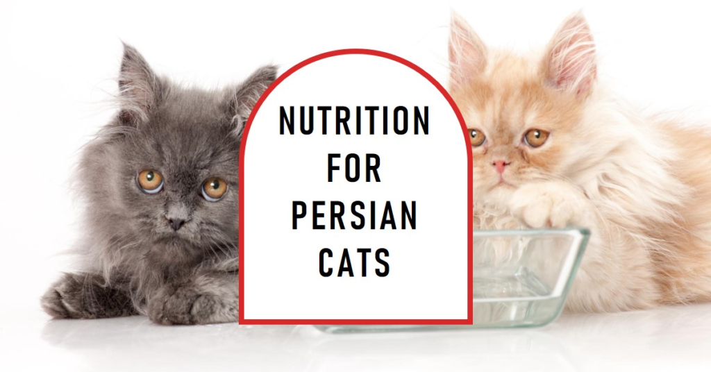 Best Cat Foods for Persian Cats