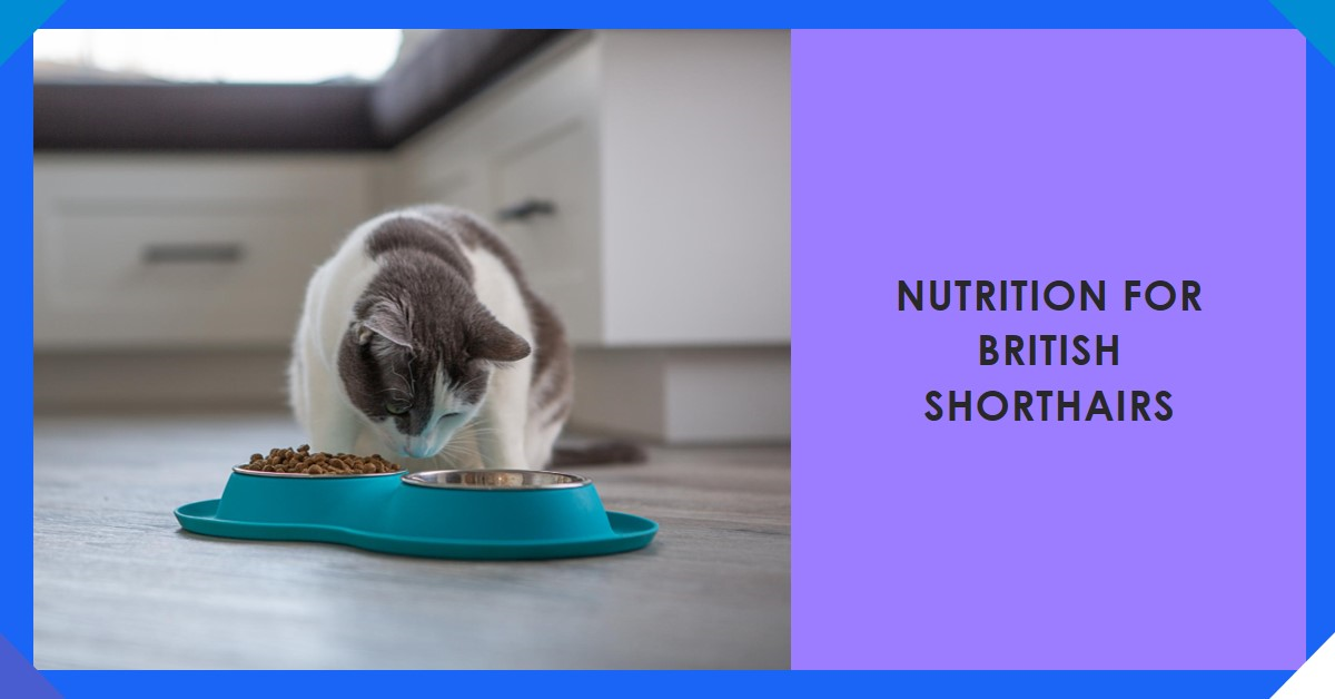 British Shorthair cat food