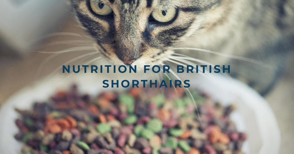 Best cat food for a British Shorthair