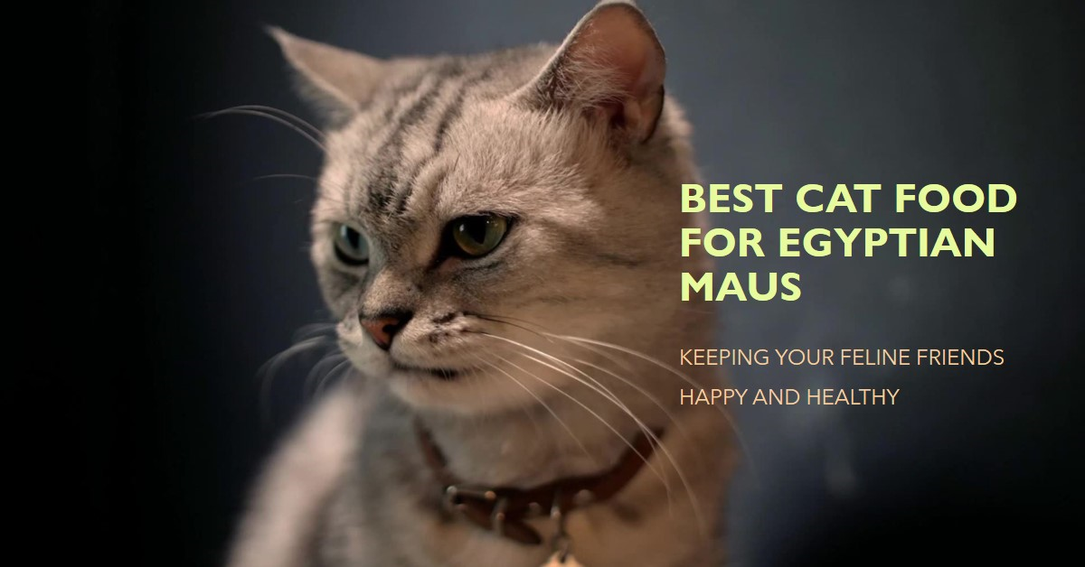 Best Cat Food for Egyptian Mau Cats