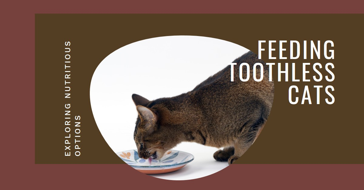 Cat Food for Cats with No Teeth